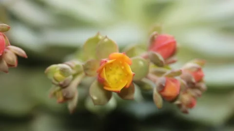 A blooming blossom close-up macro Stock Footage 151579023