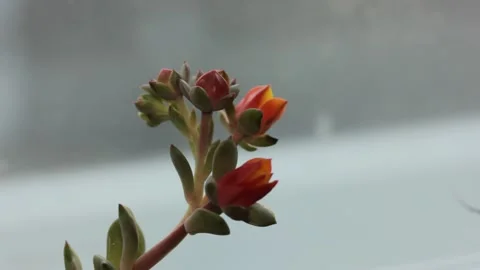 A blooming blossom close-up macro Stock Footage 151579059