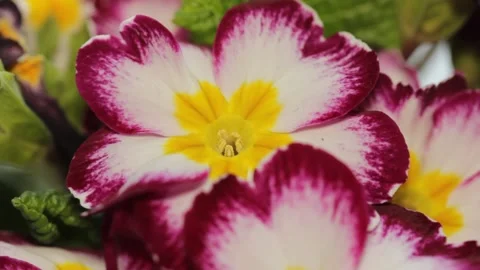 A blooming blossom close-up macro Stock Footage 151579099