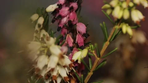 A blooming blossom close-up macro Stock Footage 151579554