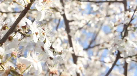 Blooming blossoming spring Sakura tree rural white flowers in the country Stock Footage 49389653