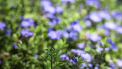 Blooming Blue Daze Evolvulus Glomeratus Shrub in a Sunny Garden Stock Footage 331898265