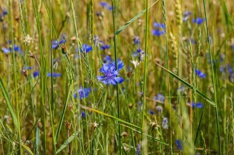 Blooming blue flower centaurea field. Stock Photos