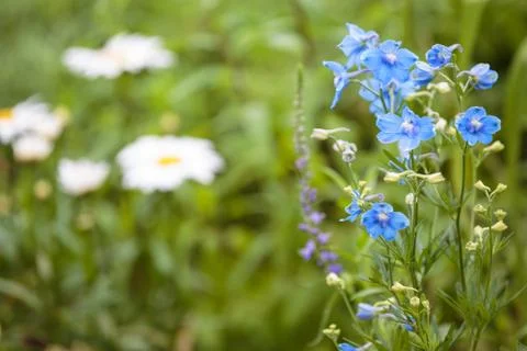 Blooming blue flowers in the spring. Stock Photos