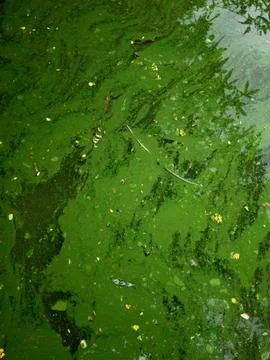 Blooming blue-green algae environmental water pollution problem. Foto stock