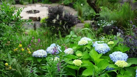 Blooming Blue Hydrangea Flowers in Lush Landscaped Garden 스톡 동영상 343909155