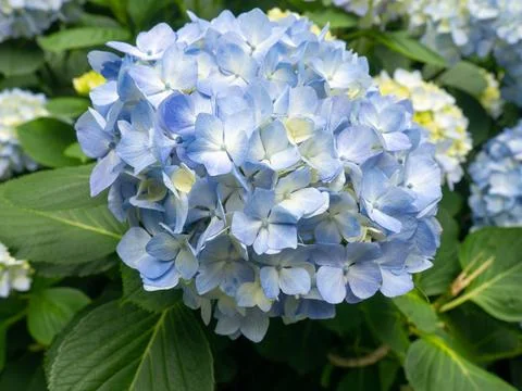 Blooming blue hydrangea. Hydrangea bush. Botanical Garden.  blue white flower Stock Photos