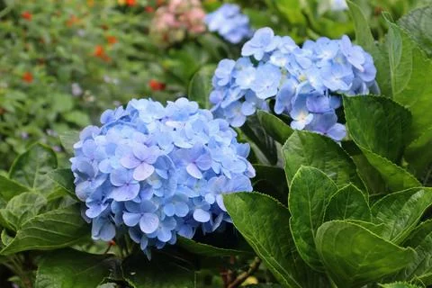 Blooming blue hydrangea Hydrangea macrophylla flower in a lush garden Stock Photos