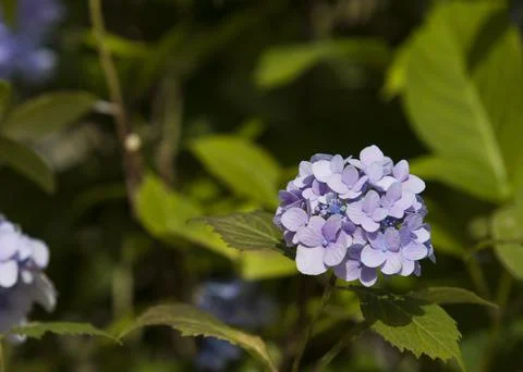 Blooming blue hydrangea Stock Photos