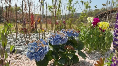 Blooming Blue Hydrangeas and Colorful Flowers in White Gravel Garden Bed Stock Footage 338293616