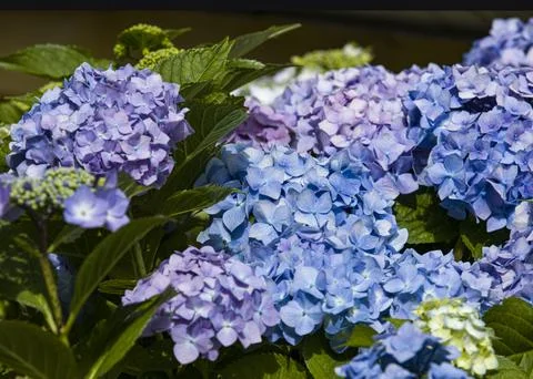 Blooming blue hydrangeas Stock Photos