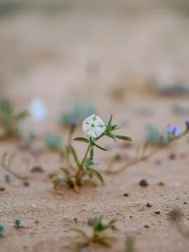 Blooming Blue Iris Common Knotgrass in the Saudi Arabian Desert  Stock Photos