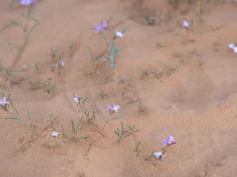 Blooming Blue Iris Common Knotgrass in the Saudi Arabian Desert  Foto stock
