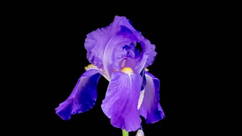 Blooming Blue Iris Flower Stock Footage 310612163