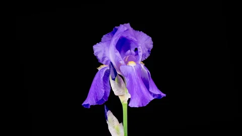 Blooming Blue Iris Flower Stock Footage 311455516