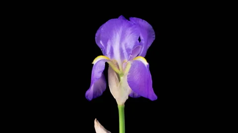 Blooming Blue Iris Flower Stock-Footage 336559045