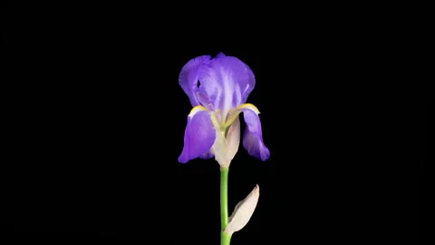 Blooming Blue Iris Flower Stock Footage 337422375