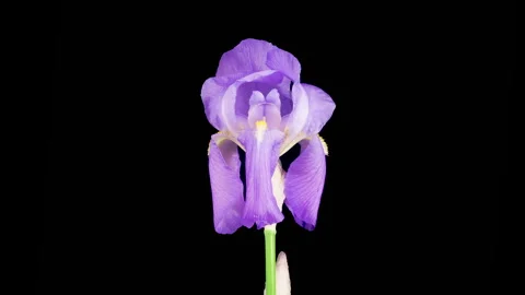 Blooming Blue Iris Flower Stock Footage 341876351