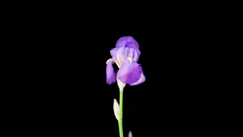 Blooming Blue Iris Flower Video stock 343404647