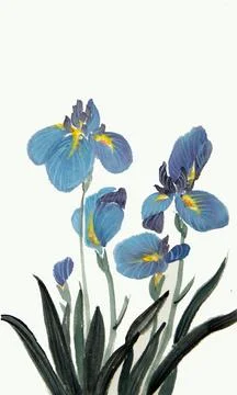 Blooming blue irises Stock Illustration