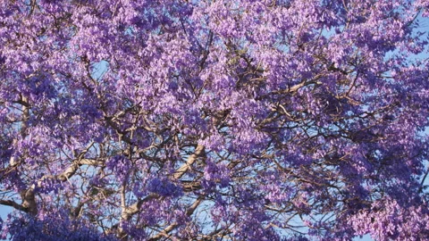 Jacaranda Tree Stock Footage Royalty Free Stock Videos Pond5