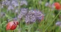Blooming blue tansy flower field very close up with insects 4k or 4k+ Resolution