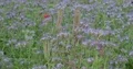 Blooming blue tansy flowers field close up with insects 4k or 4k+ Resolution