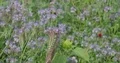 Blooming blue tansy flowers field close up with insects 4k or 4k+ Resolution