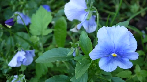 Blooming blue violets flowers in the garden.Viola. Stock Footage