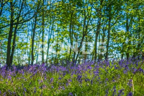 Blooming Bluebells flower in spring, United Kingdom Stock Photos