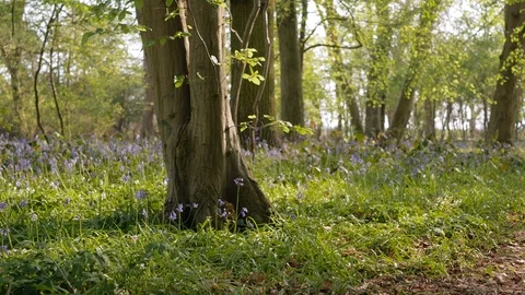 Blooming bluebells in forest background. Stock Footage 107603069