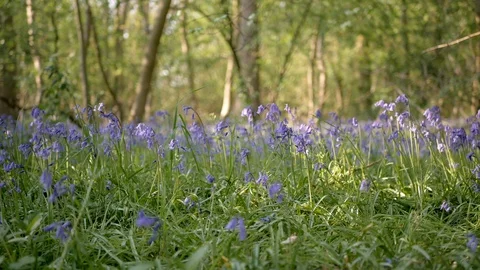 Blooming bluebells in forest background. Panoramic shot. Stock Footage 107602563