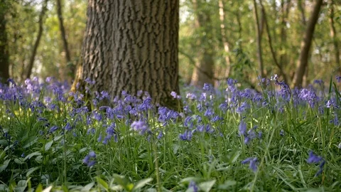 Blooming bluebells in forest background. Panoramic shot. Stock Footage 107602745