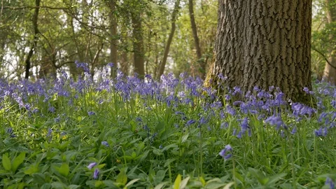 Blooming bluebells in forest background. Panoramic shot. Stock Footage 107603049