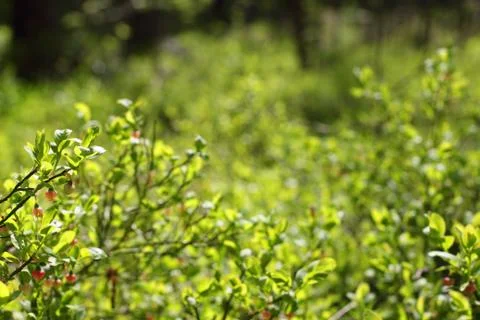 Blooming blueberry in forest Stock Photos
