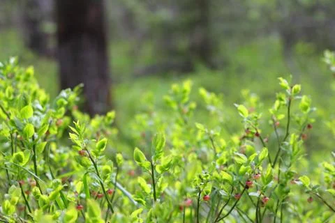 Blooming blueberry in forest Stock-Fotos