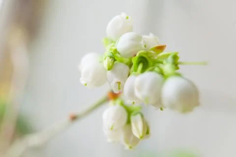 Blooming blueberry in spring on neutral background Stock Photos