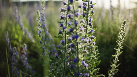 Blooming Blueweed close-up Stock Footage 133659308