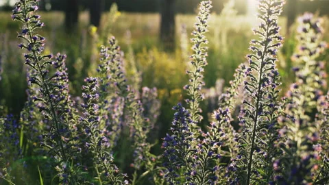 Blooming Blueweed in the wind Stock Footage 133867287