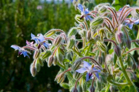 Blooming Borage Stock-Fotos