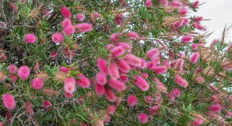 Blooming Bottle Brush Tree Stock Photos