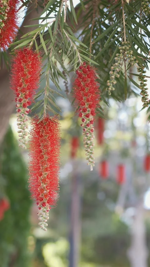 Blooming bottlebrush Callistemon citrinus branches in soft focus, ideal as Stock Footage 332901044