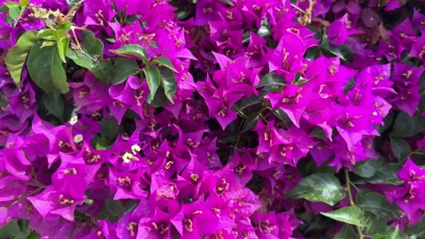 Blooming bougainvillea flowers background. Stock Footage 279572953