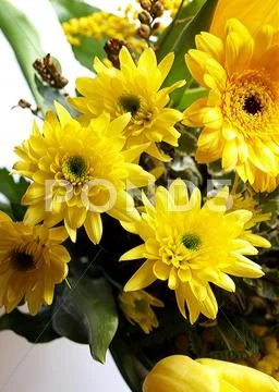 Blooming bouquet closeup detail fragile natural Stock Photos