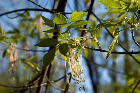 Blooming boxelder maple branch with small green leaves in spring. Selective.. Stock Photos