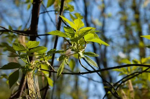 Blooming boxelder maple branch with small green leaves in spring. Selective.. Stock Photos