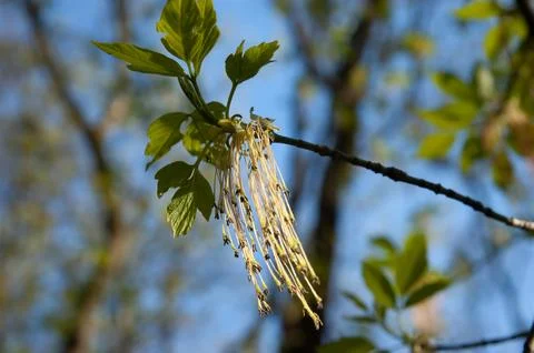 Blooming boxelder maple branch with small green leaves in spring. Selective.. Stock Photos