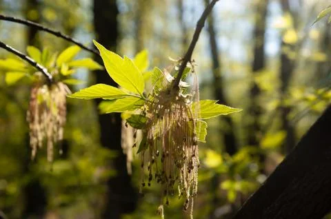 Blooming boxelder maple branch with small green leaves in spring. Selective.. Stock Photos