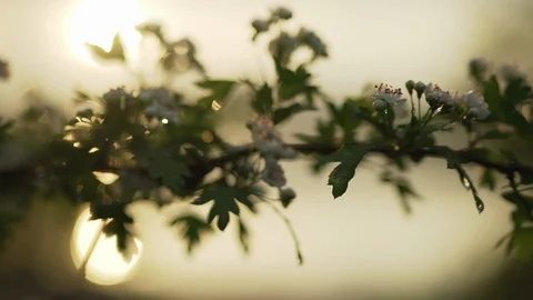 Blooming branch against the sun Stock Footage 108102043