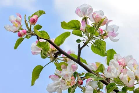 Blooming branch of an apple tree close-up against a blue cloudy sky. Stock Photos